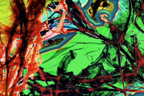 Alge für artduo